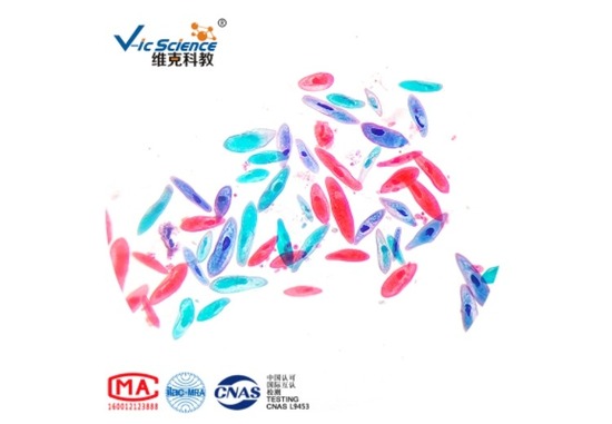 微生物切片