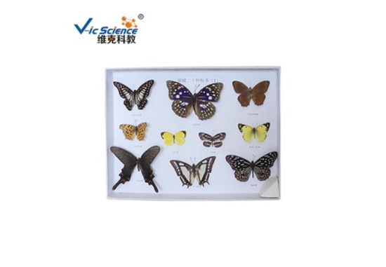 昆虫标本
