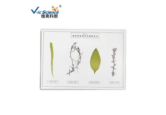 植物标本