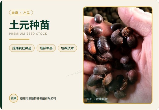 土元种苗
