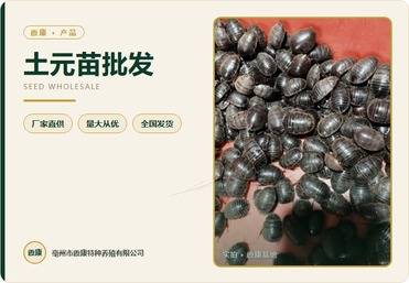 土元苗批发