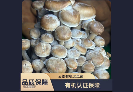 普洱市次日达云南特色菌菇云南有机北风菌鲜货野生菌食用菌鲜货现发顺丰