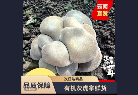 普洱市有机灰虎掌鲜货新鲜正品精选特级顺丰发货次日达精品