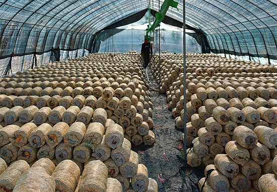 普洱市菌种研发与技术服务