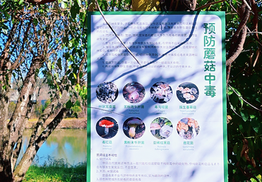 菌菇研学体验